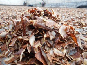 Coconut peelings